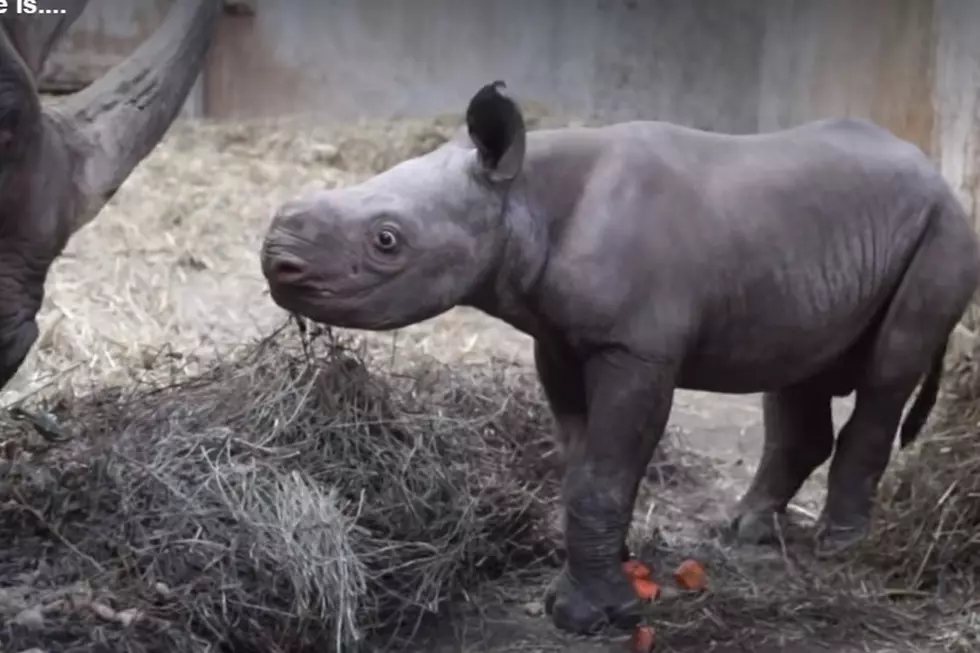 Rare Black Rhino Born at Michigan Zoo Finally Has a Name [VIDEO]
