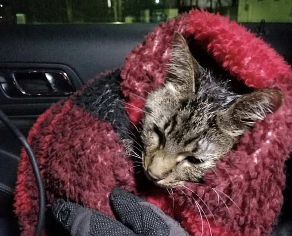 Kitten Found in Garbage Bag in Dumpster at Michigan Apt. Complex