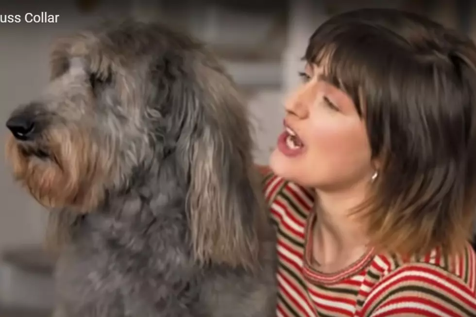‘Cuss Collar’ Turns Dog’s Barks Into Swear Words [NSFW VIDEO]