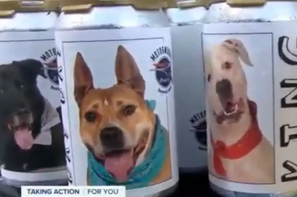 Woman Recognizes Dog Missing for Three Years on Beer Can [VIDEO]