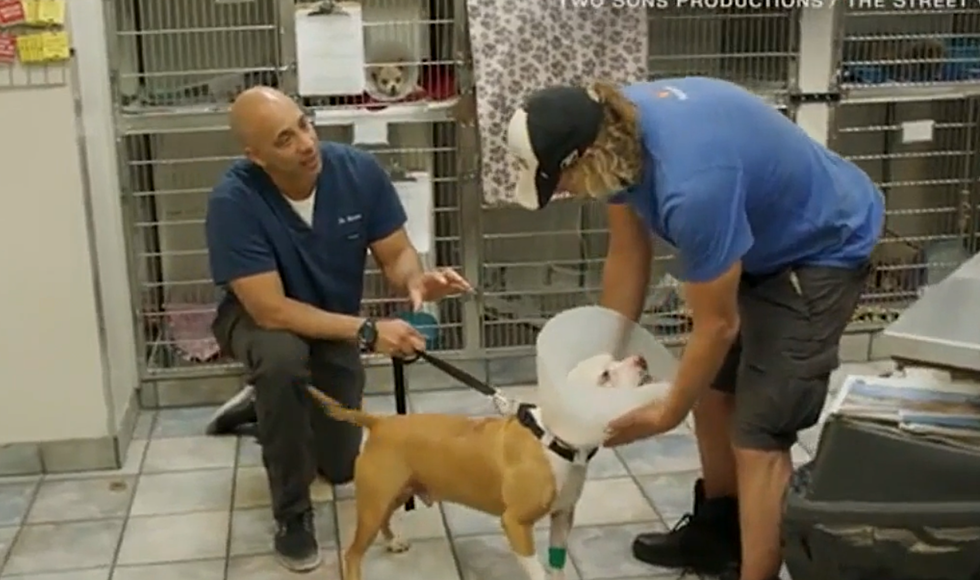 This Vet Walks the Streets of California, Treats Homeless Peoples’ Pets for Free – The Good News