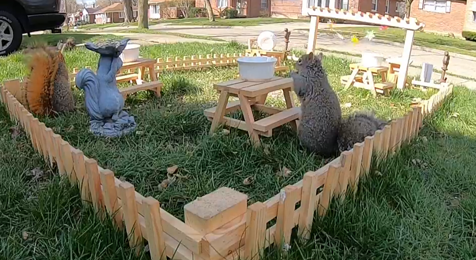 Suburban Detroit Man Made a Squirrel ‘Restaurant’ During Quarantine