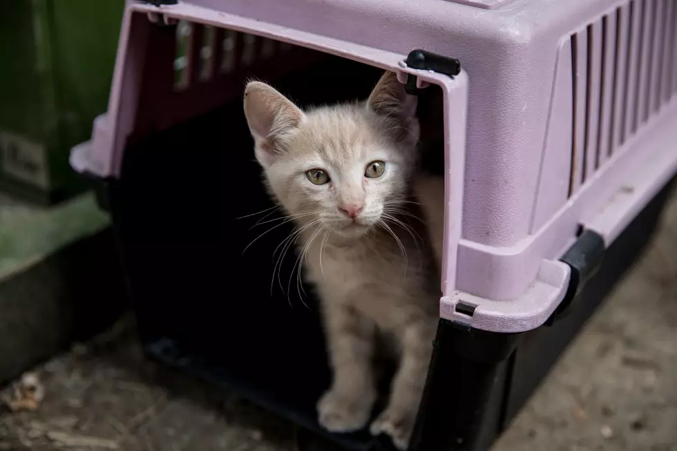 No, a Man in Grand Blanc is NOT Feeding Kittens to a Python