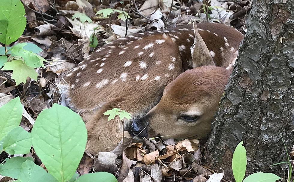 Michigan DNR: What To Do If You See a Fawn This Spring