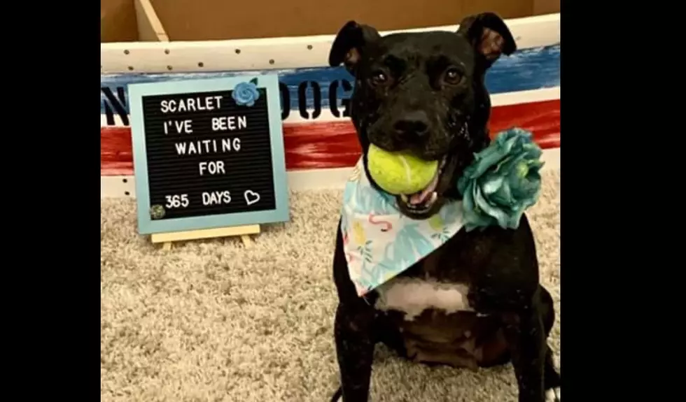 Sweet Scarlet is Up for Adoption at Genesee Co. Animal Control 
