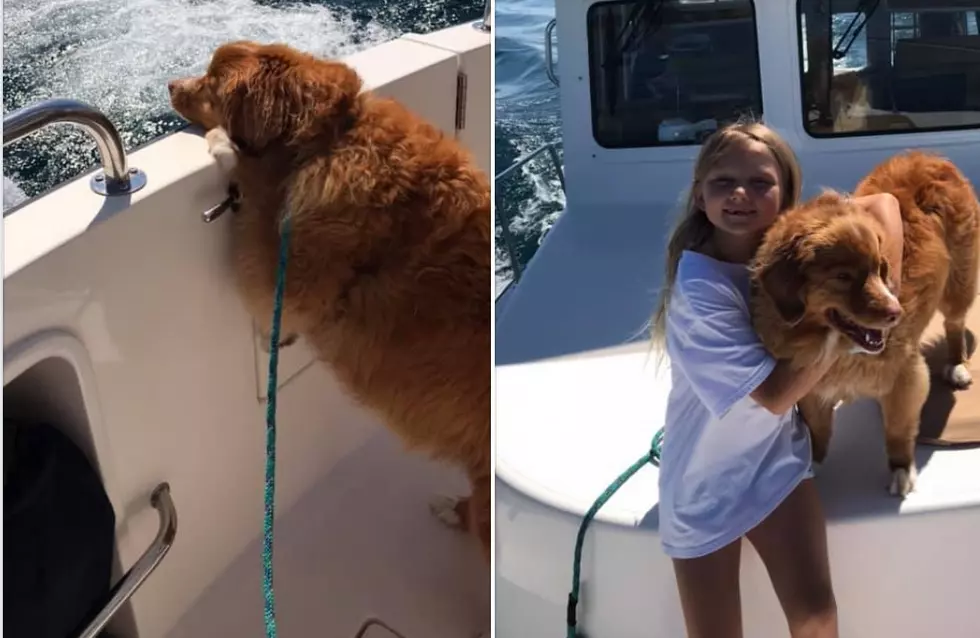 Family on a Boat Rescues Dog from Lake Michigan - The Good News