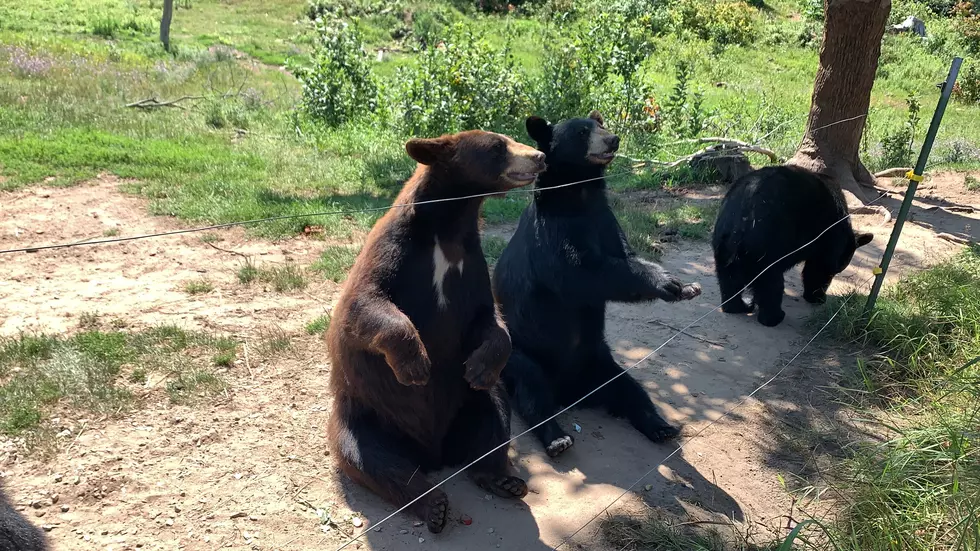 We Went to the Bear Ranch in the UP & Got an Email from PETA