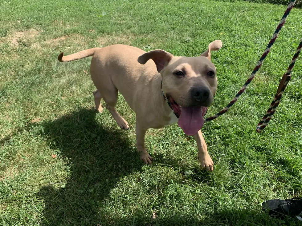 Honey Needs a Home! AJ’s Animals for August 20th, 2020 [VIDEO]