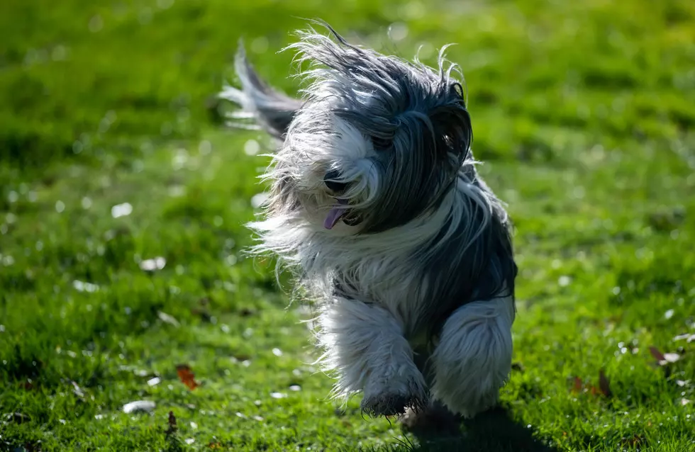 Burton Dog Park Grand Opening on October 3rd