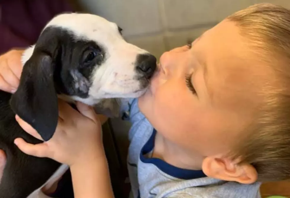 Boy With Cleft Lip Adopts Dog With Cleft Lip from Michigan Shelter