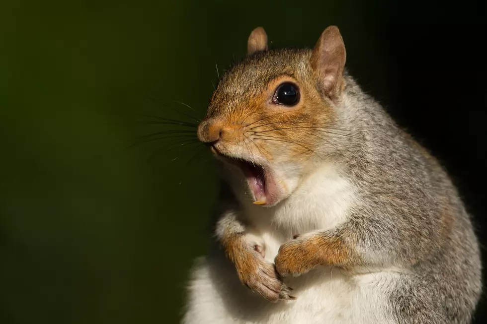 Dead Squirrels Washing Up On Lake Michigan Beach