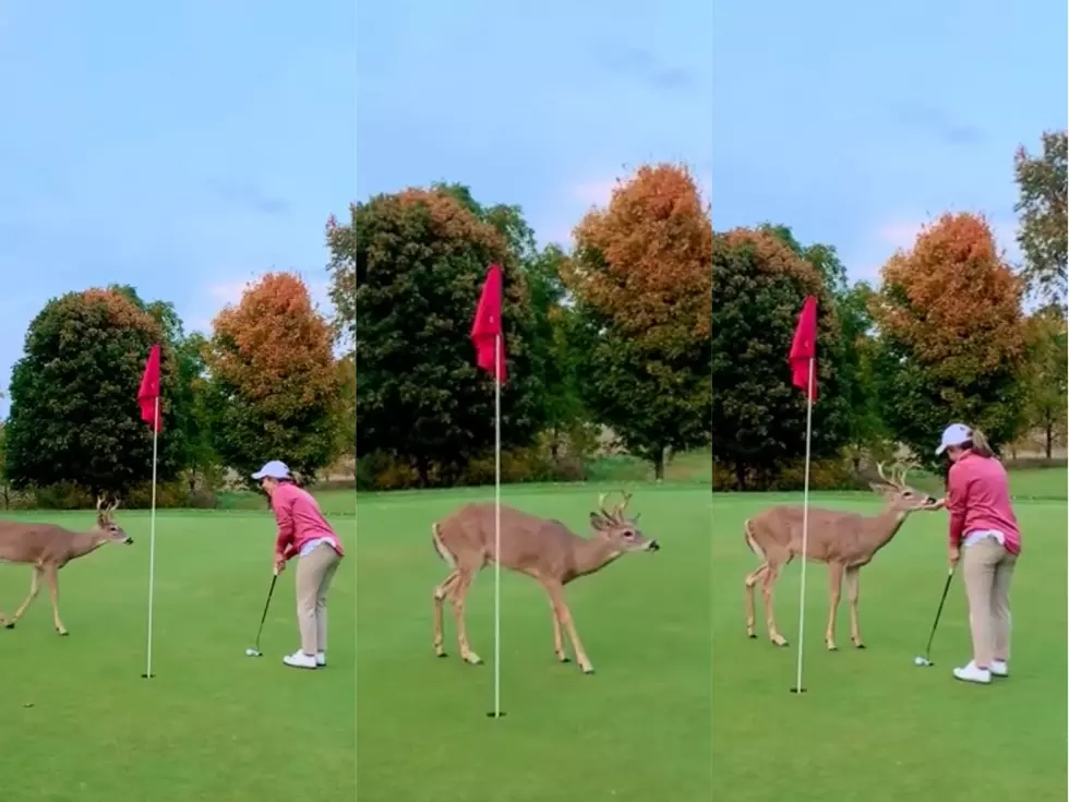 Deer Helps Pro-Golfer’s Fiance Land Putt at Michigan Course – The Good News