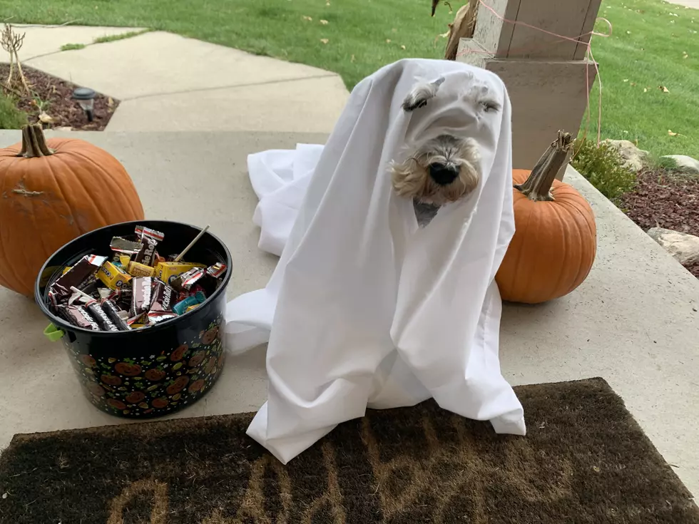 Put a Smile on Your Face And Watch My Dog Go Trick-or-Treating 