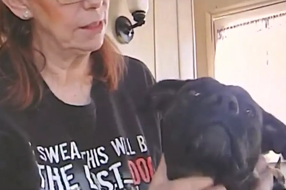 Kentucky Dog Missing for Three Years Turns Up in Michigan [VIDEO]