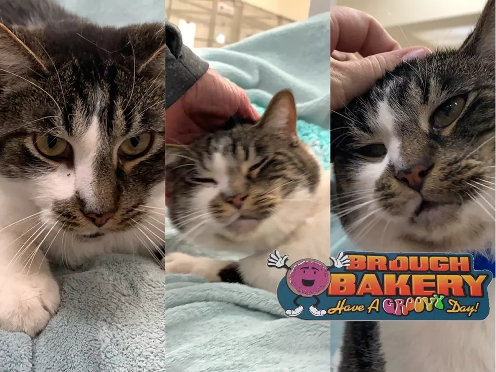 Meet Charlie, the Senior Cat! AJ’s Animals for November 9th [VIDEO]