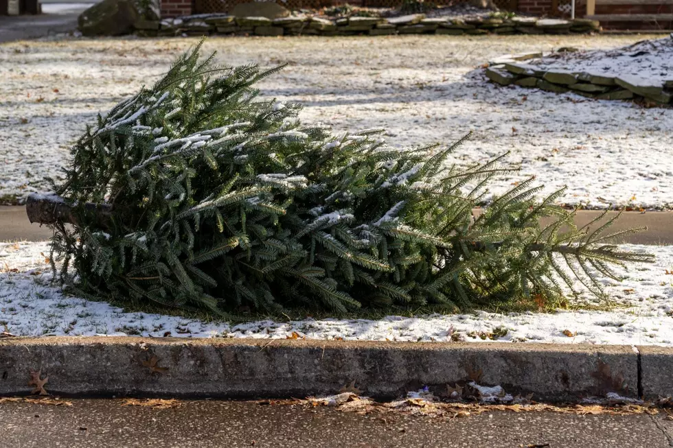 5 Great Uses For Your Christmas Tree in Michigan