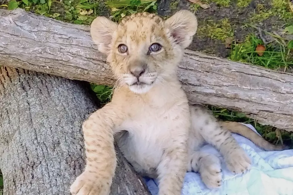 Detroit Zoo Welcomes First New Lion Cub in 40 Years