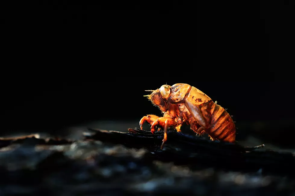 Michigan Will Be Invaded By Trillions of Cicadas This Spring