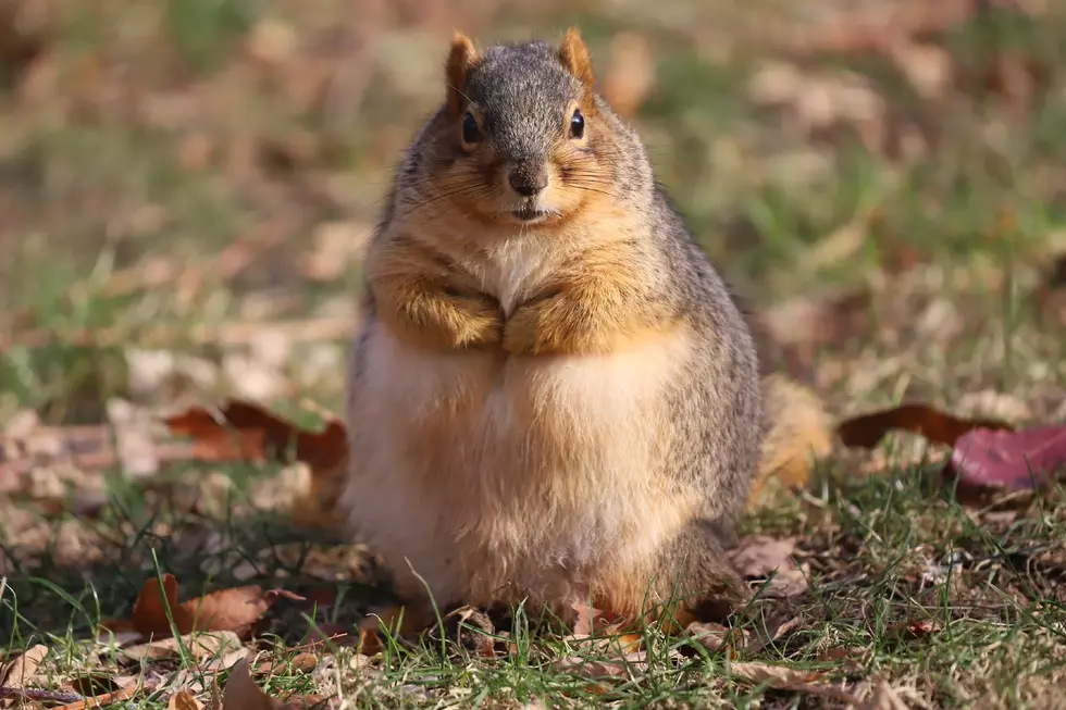 Fat Squirrel on U of M Campus is Michigan&#8217;s New Social Media Star