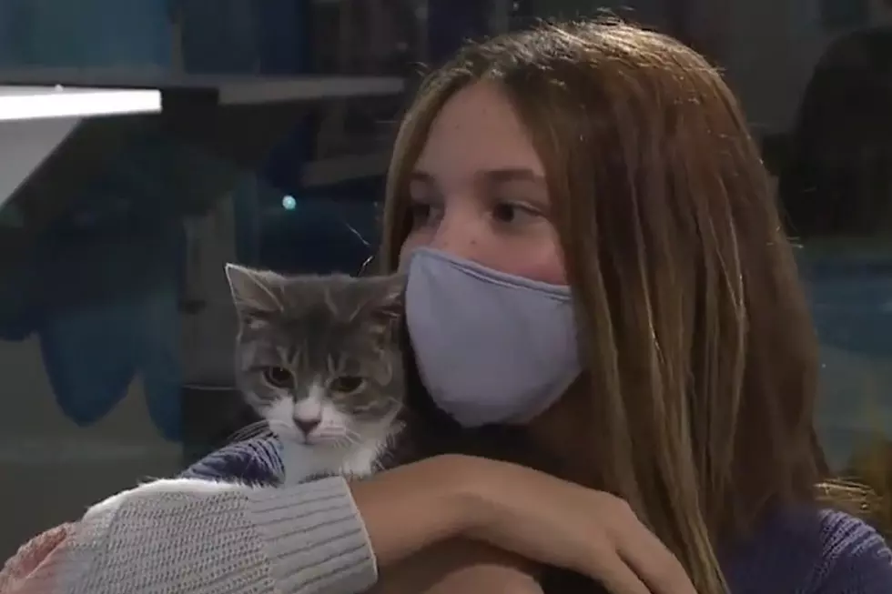 Michigan Teen (And Her Cat) Win Essay Contest, Donate Winnings to Cat Shelter [VIDEO]