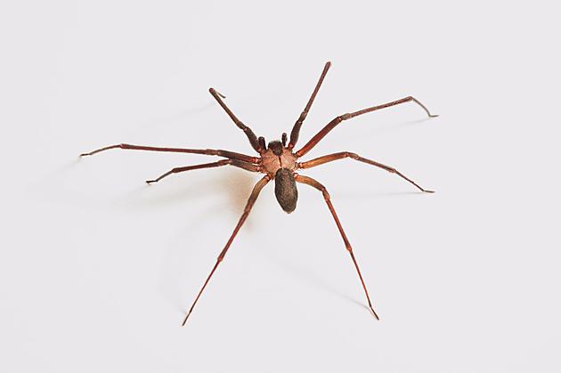 U of M Library Closed After 3 Venomous Spiders Found Inside