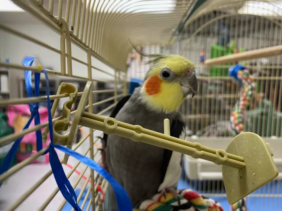 Tuesday Tails: Meet Sparky the Cockatiel