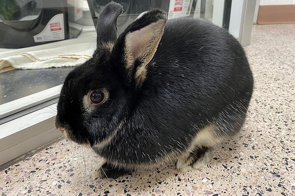 Tuesday Tails: Meet Moon the Bunny