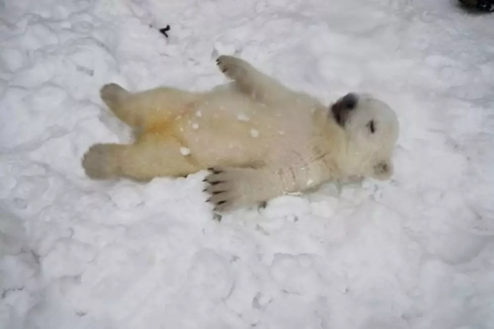 Detroit Zoo's Polar Bear Cub's First Snow Day [Video]