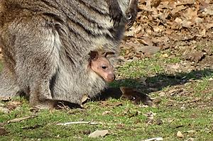 First Baby Wallaby Born in 10 Years at Detroit Zoo Makes Debut