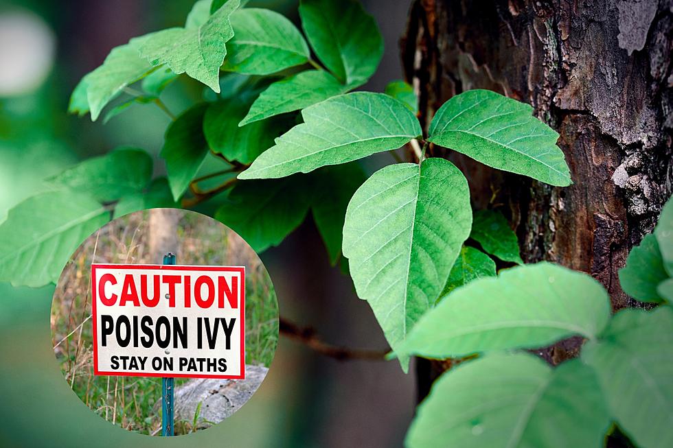 3 Poisonous Plants Michiganders Should Try to Avoid This Summer