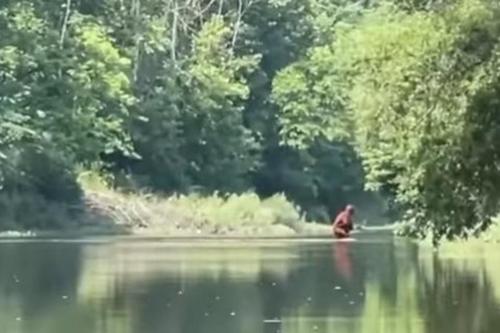 That Just Might be Bigfoot Bathing in the Cass River near Flint, Michigan