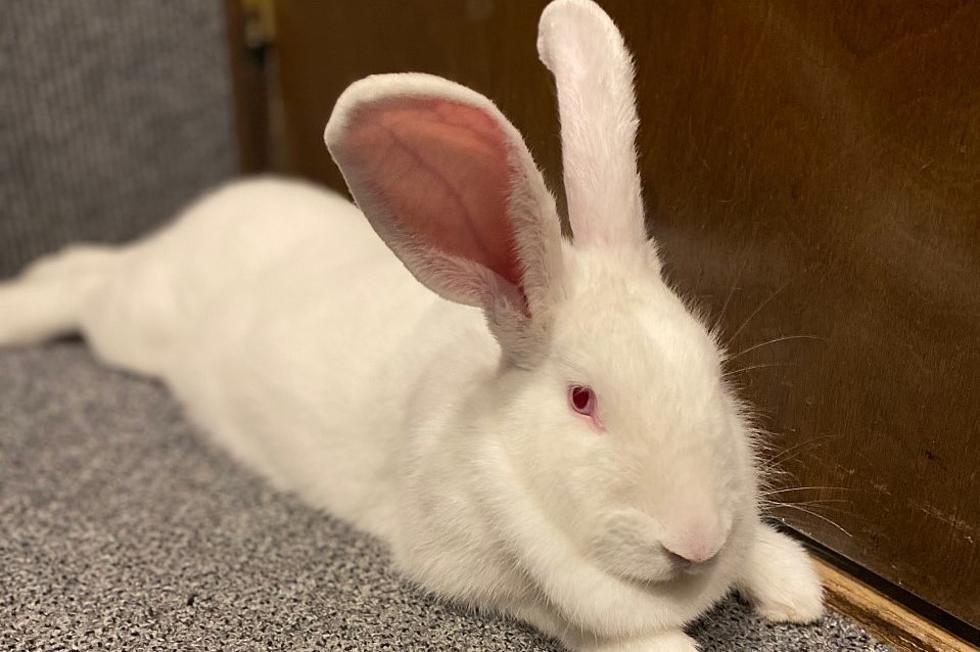 Celebrating National Adopt a Bunny Month with Blueberry:Tuesday Tails