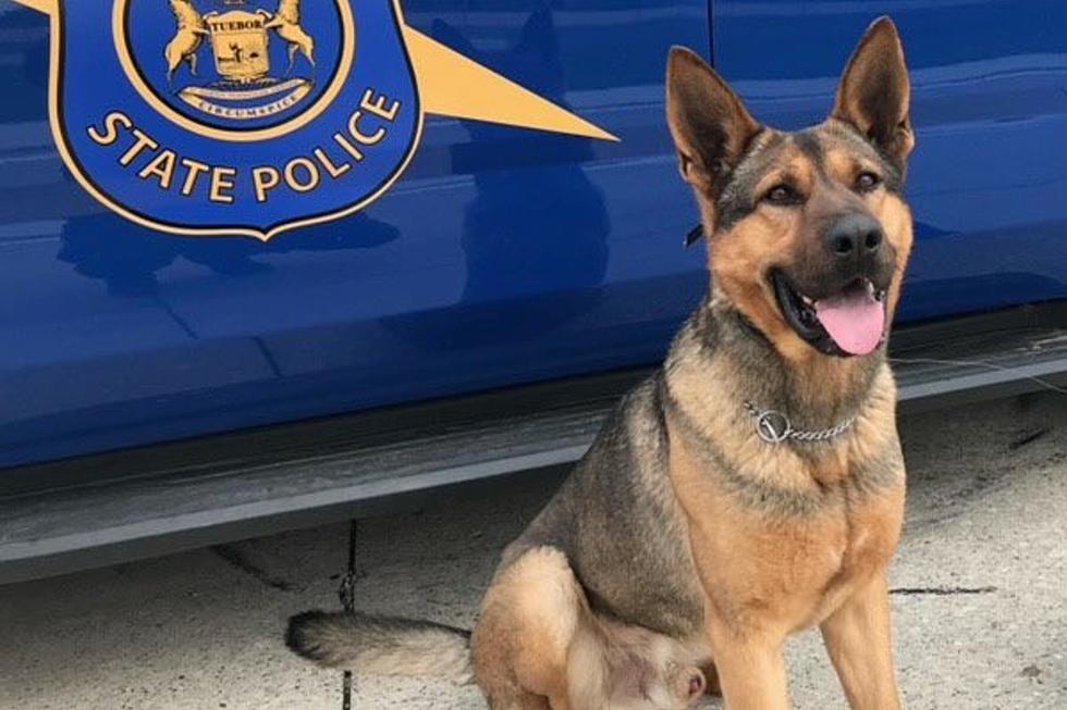 Michigan State Police K-9 Dies After Crash With Suspected Drunk Driver