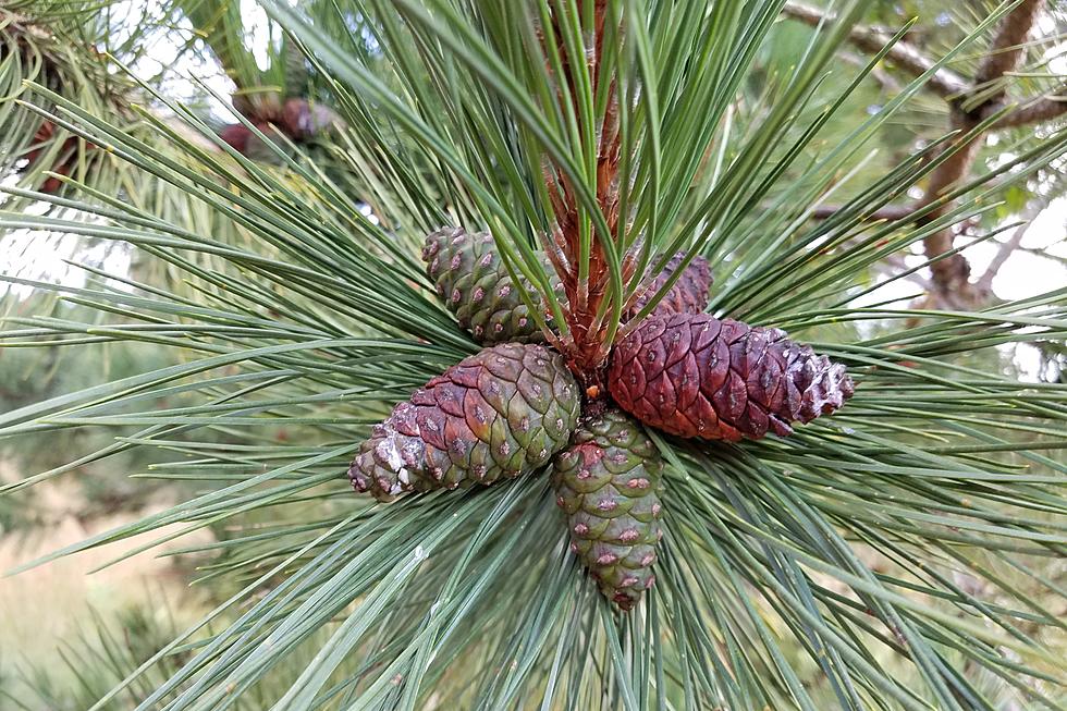 Would You Believe MI DNR Will Pay You for Collecting Pine Cones?