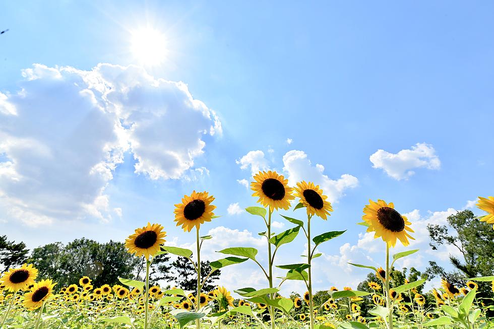 Michigan Favorite Blake’s Orchard Hosts First Sunflower Fest