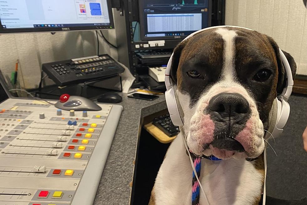 Bruce the Boxer, and Part Time Radio Host, Is Looking for Love