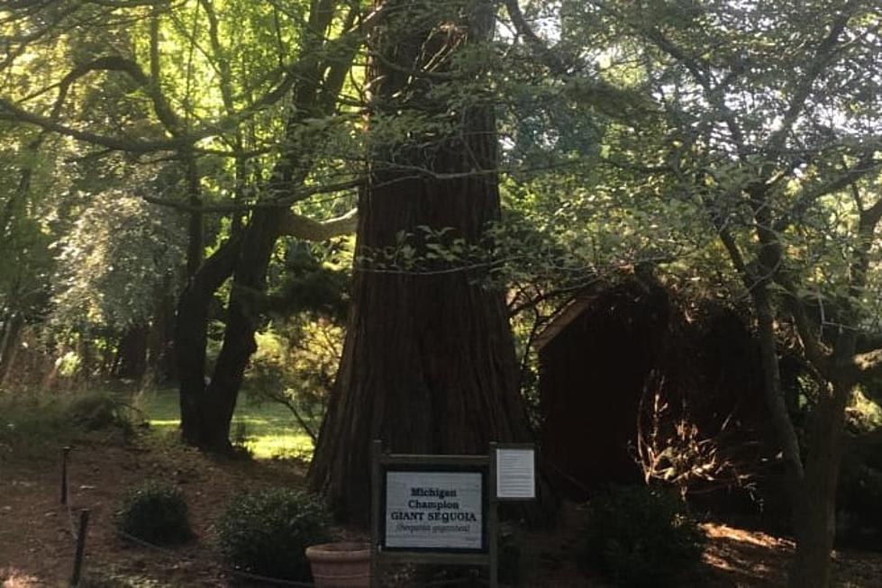 Who Knew? There&#8217;s a Legendary Giant Sequoia Tree Right Here in Michigan