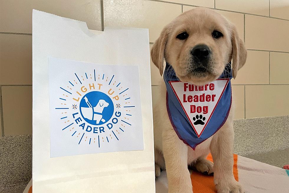 Love Dogs? Michigan Based Leader Dogs for the Blind Needs Puppy Parents