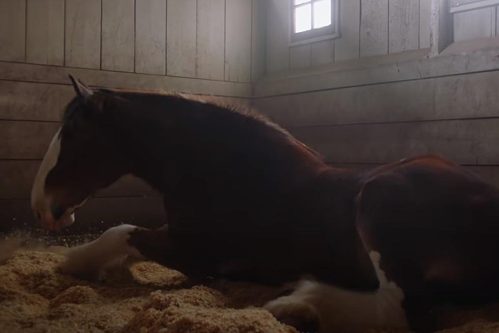Budweiser&#8217;s New Super Bowl Commercial Tugs at Your Red, White, &#038; Blue Heart