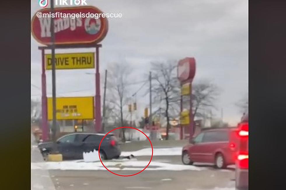 Woman Rescues Dog She Found Lying in Wendy&#8217;s Drive-Thru in Detroit [VIDEO]