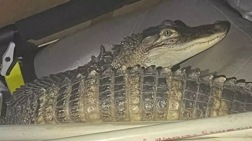 Karen the Alligator (And Her Driver) Apprehended on US-10 in Lake County
