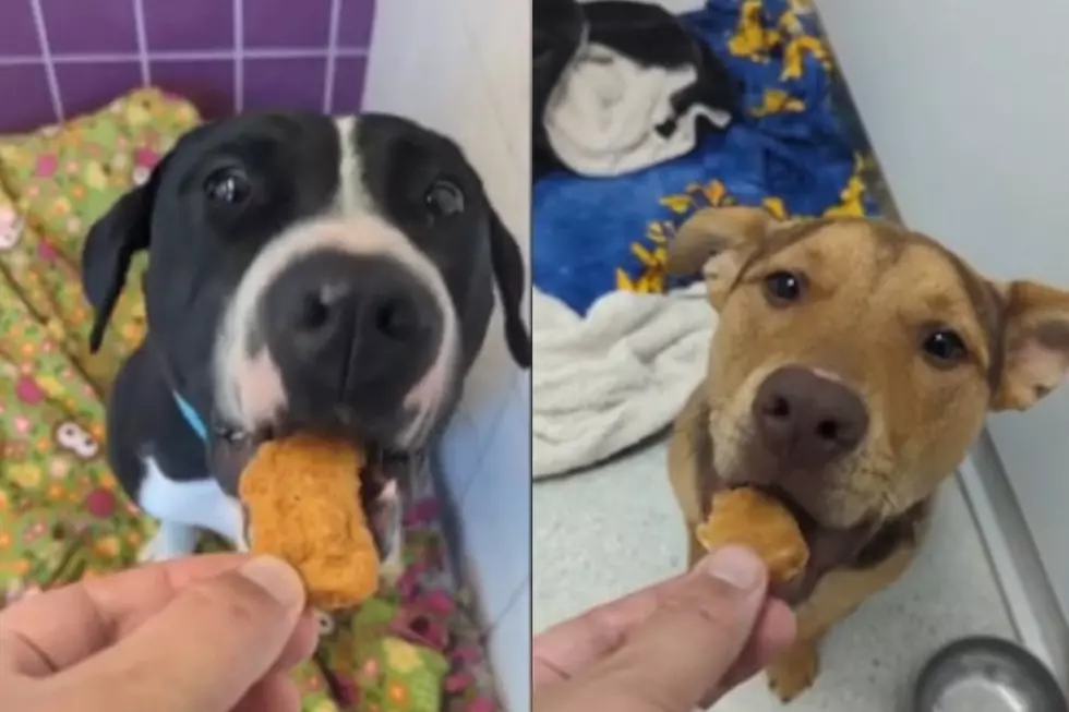 Dogs Get to Enjoy Chicken Nuggets at This Michigan Animal Shelter