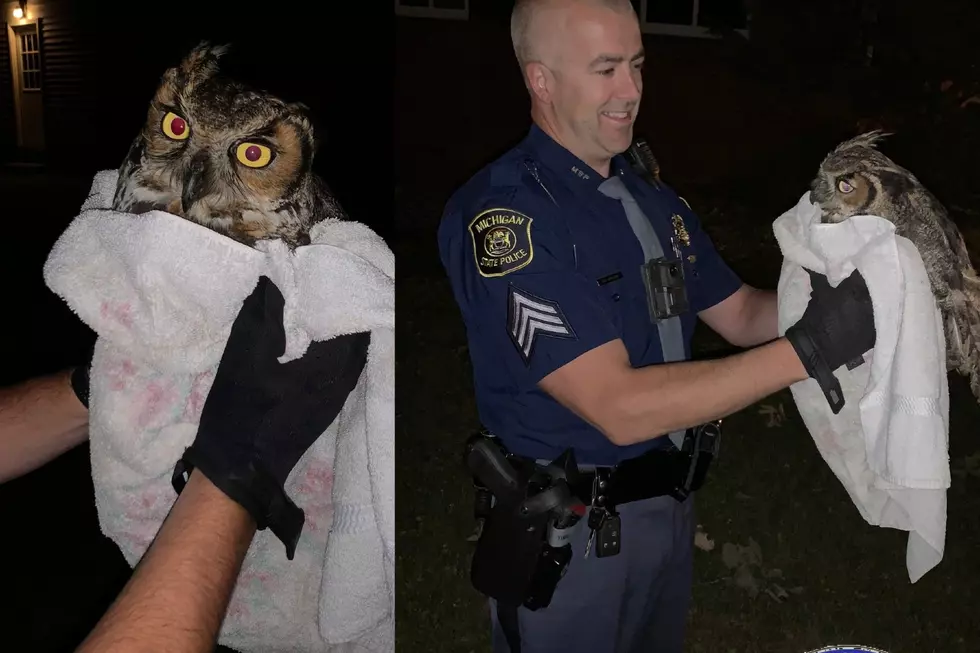Michigan State Police Rescue Owl Struck by Car in Mid-Michigan