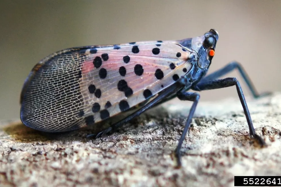 The Invasive, Nasty Spotted Lanternfly Has Just Been Detected in Michigan