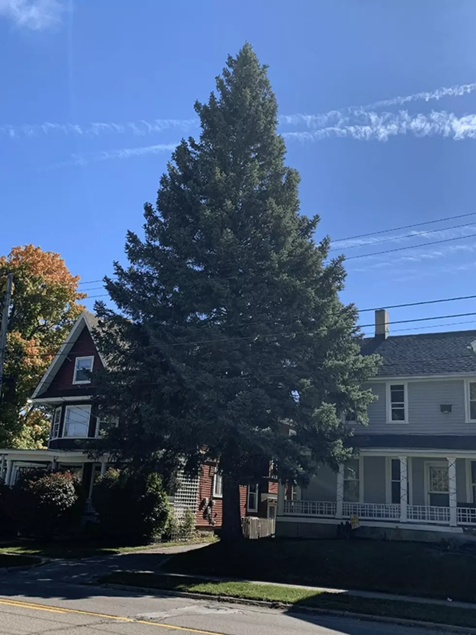 Meet the Official Michigan Christmas Tree of 2022!