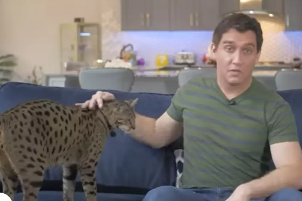 It&#8217;s Official: Michigan Dude&#8217;s Cat is the Tallest in the World