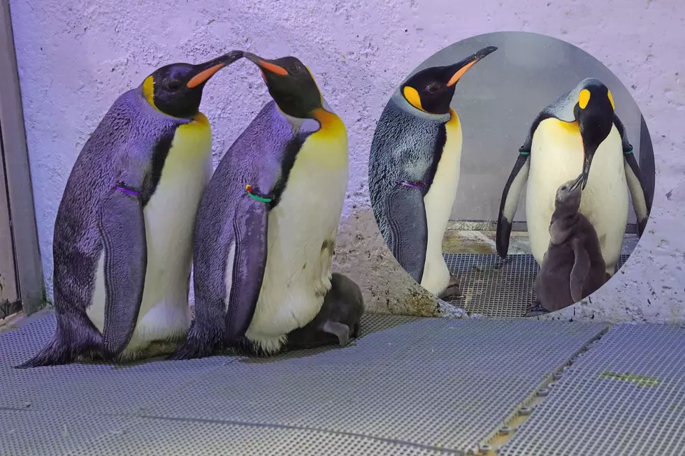 The Detroit Zoo Welcomes Adorable King Penguin Chick to Family