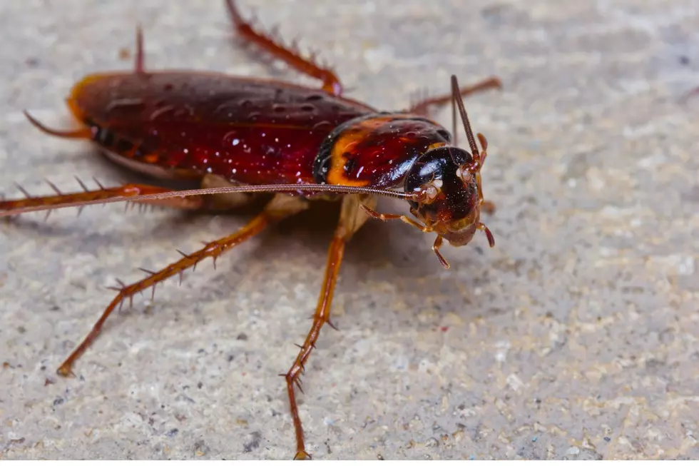 Nasty Cockroach Infestation Cancels Halloween for One Detroit Neighborhood