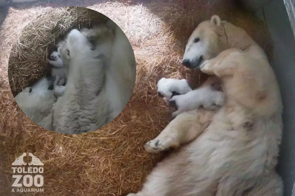 Toledo Zoo Welcomes Twin Polar Bear Cubs with a Detroit Tie