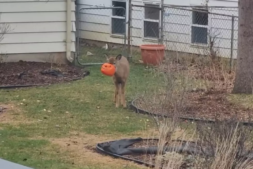 Poor Deer! Deer Spotted Roaming Lansing Area With a Plastic Pumpkin on Its Head